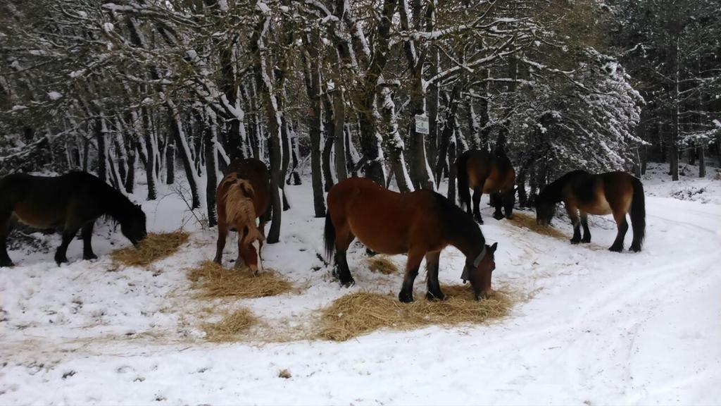 Penzion Ekolanda Esnoz Exteriér fotografie